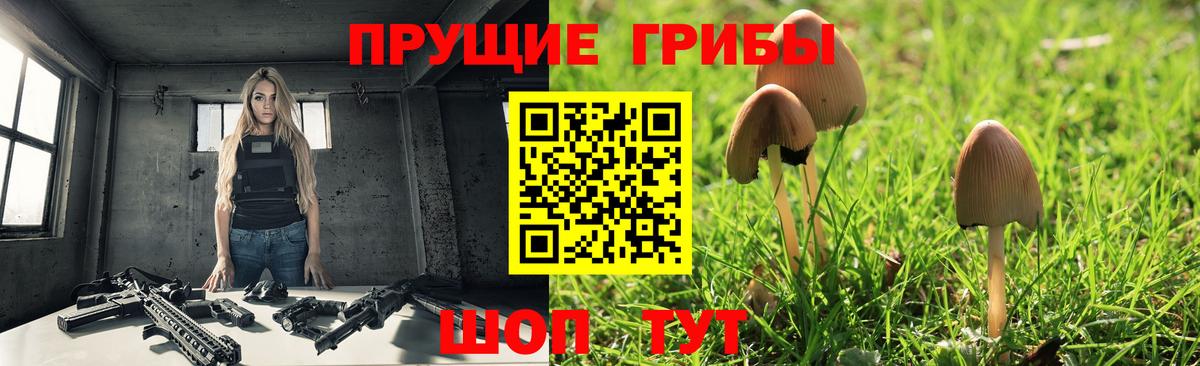 Галлюциногенные грибы Psilocybe Торжок